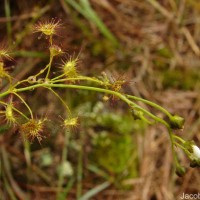 Drosera lunata Buch.-Ham. ex DC.